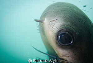 Just to post something that's not a weedy seadragon, this... by Richard Wylie 